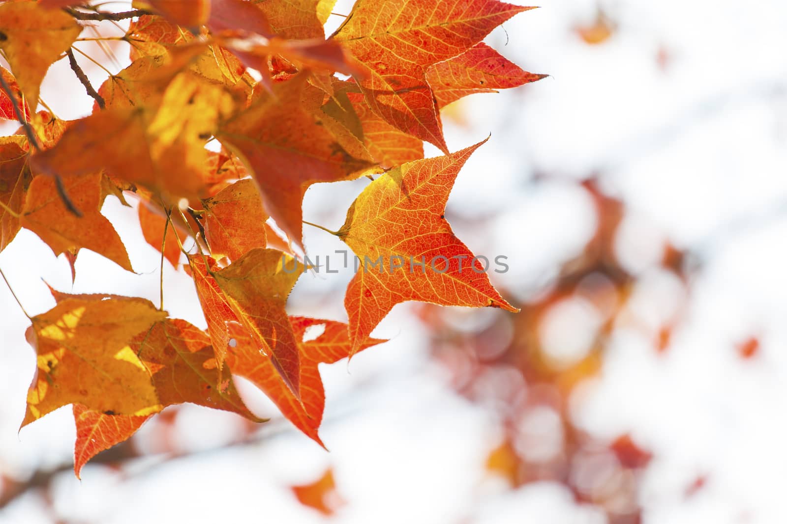 Red maple leaves in autumn by kawing921