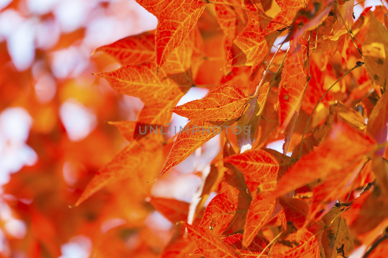 Autumnal ornament, red leaves of maple by kawing921