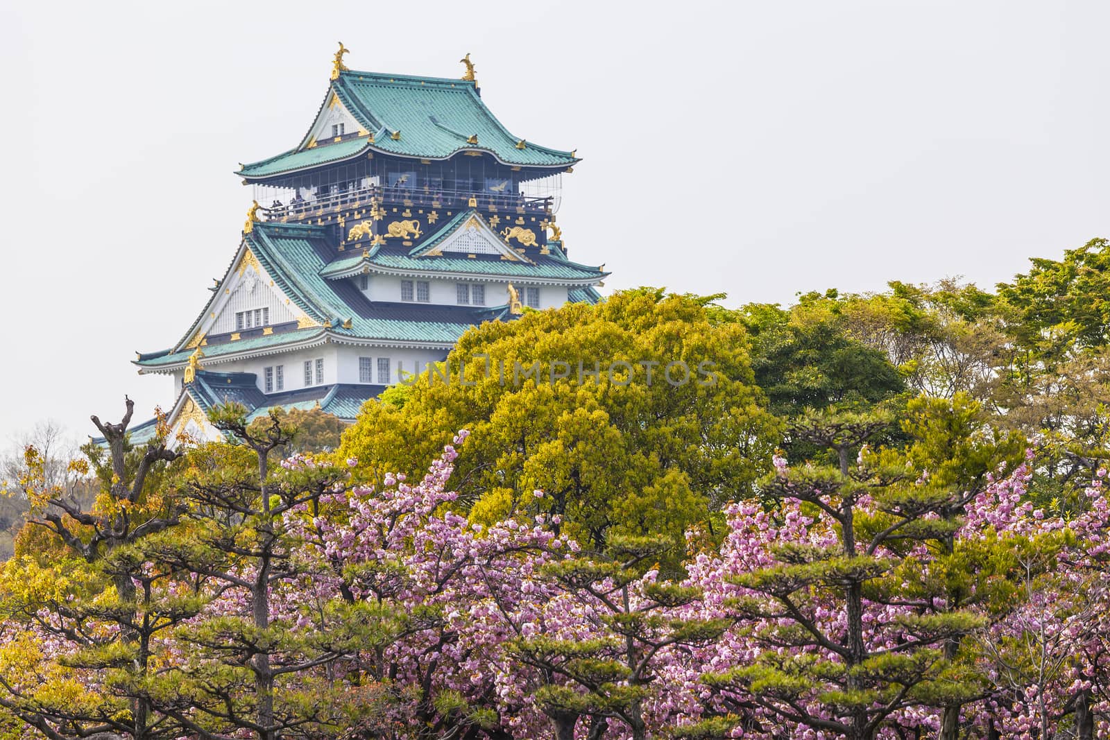 Osaka Castle in Japan under cherry blossom