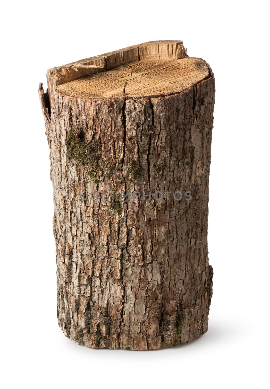 Big stump isolated on a white background