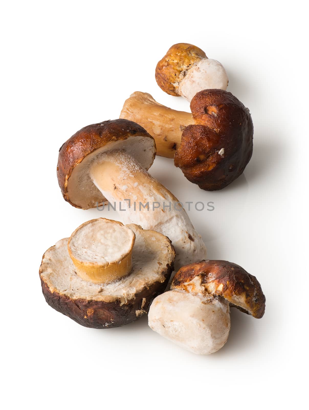 White mushrooms isolated on a white background