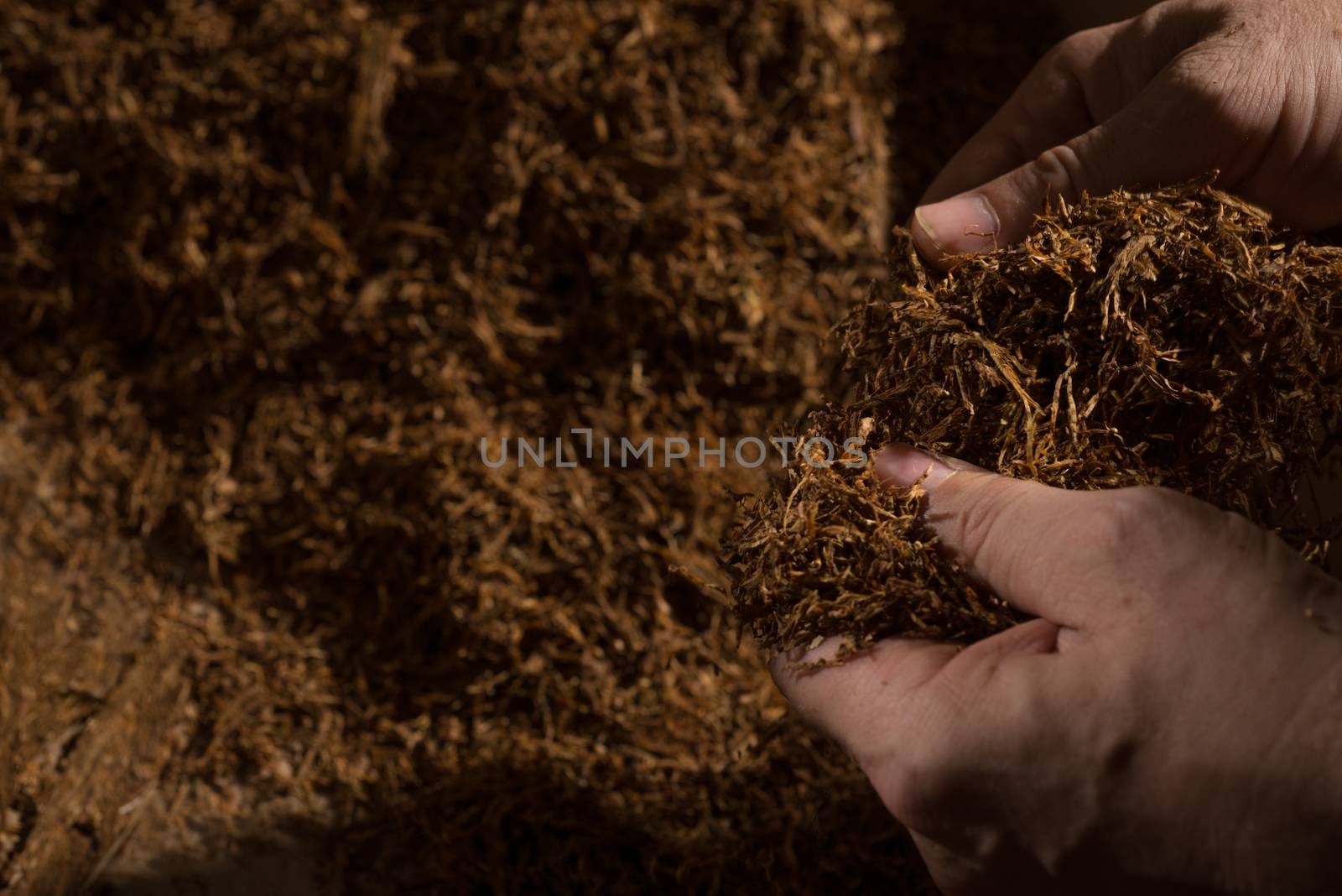 Inspection of hand made fine cut tobacco