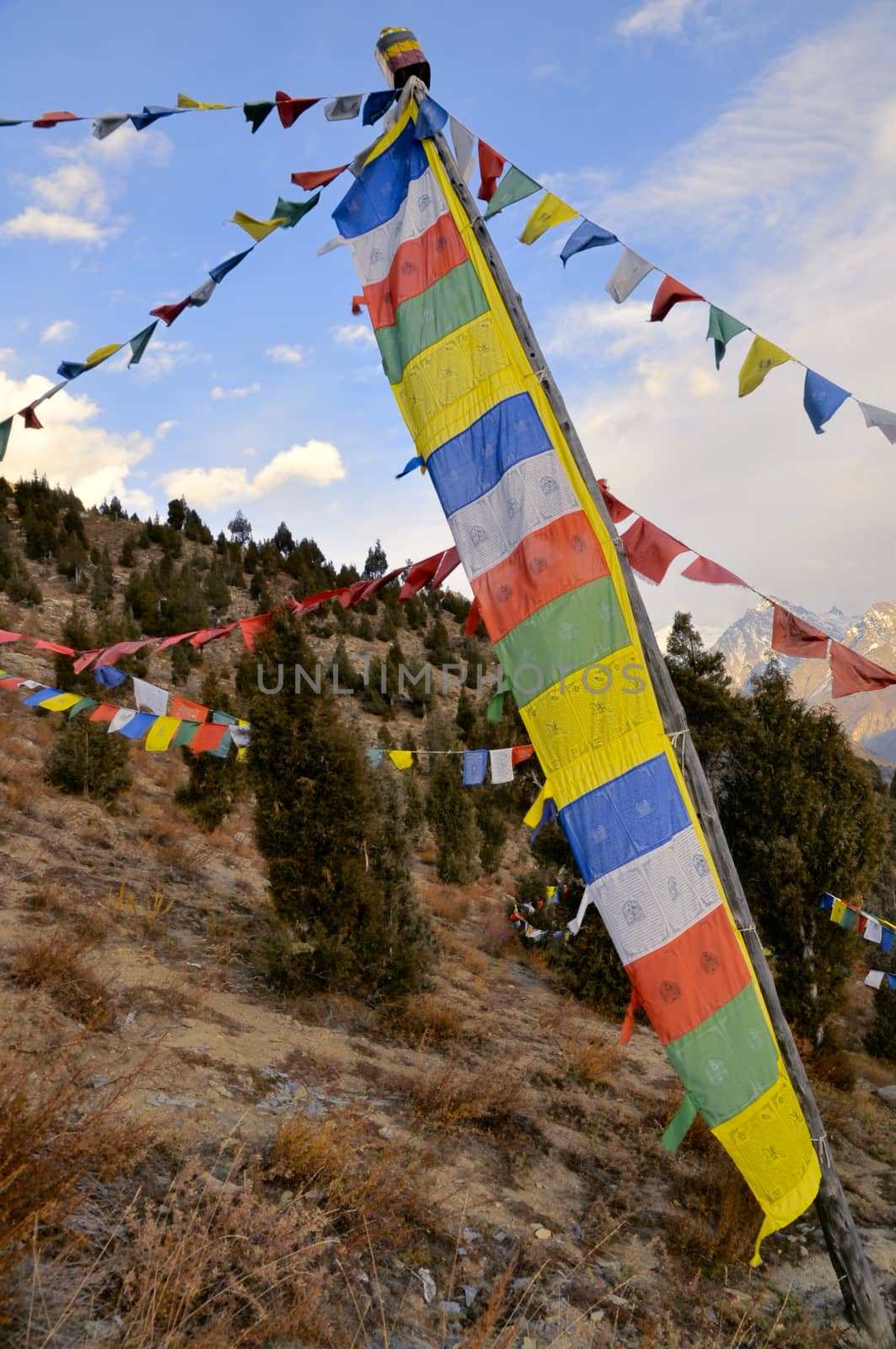 Picturesque view of colorful Buddhist flags hanging over trees in Himachal Pradesh, India