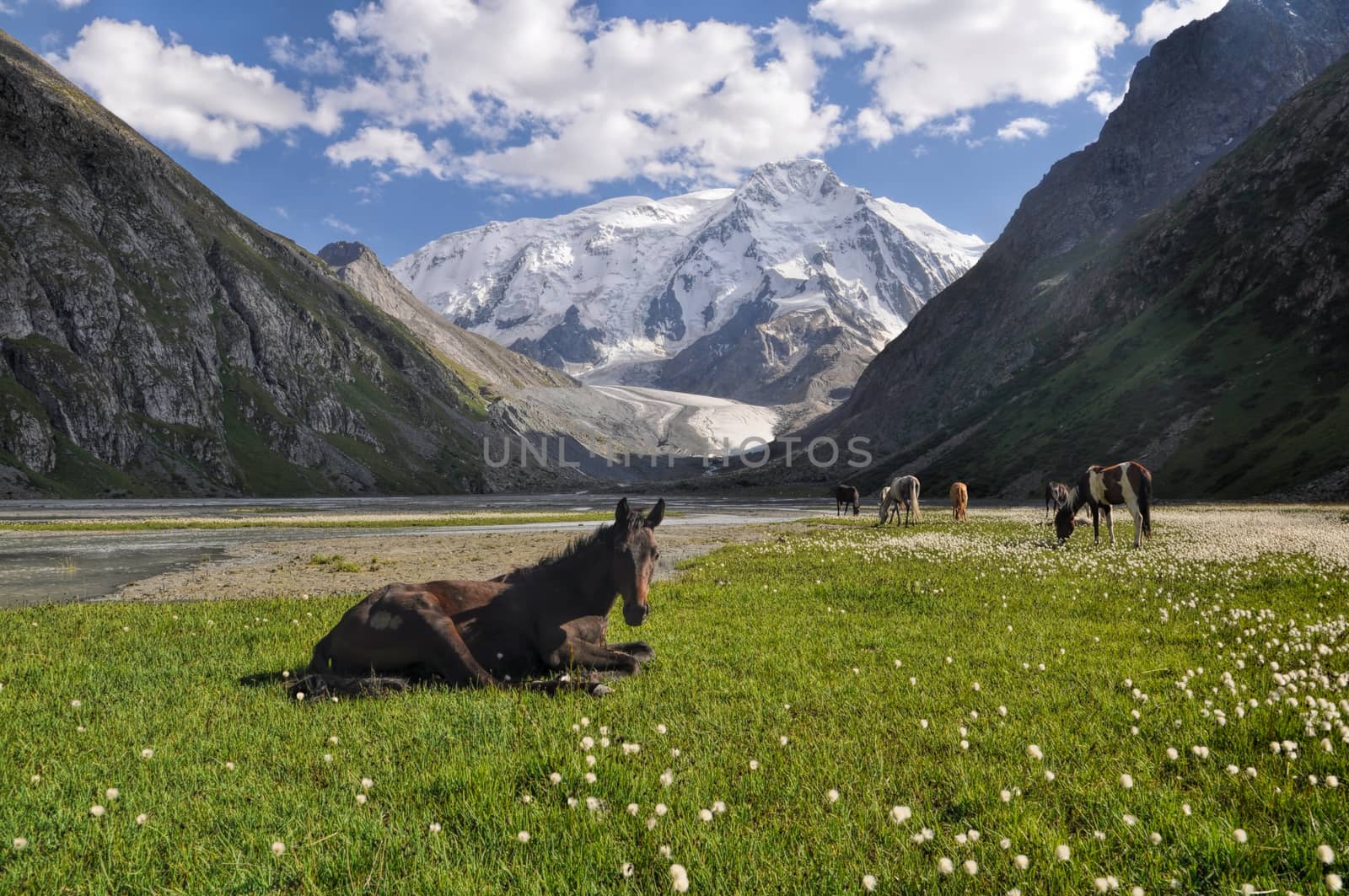 Close-up view of a horse lying near Issyk-Kul lake with the herd in the background
