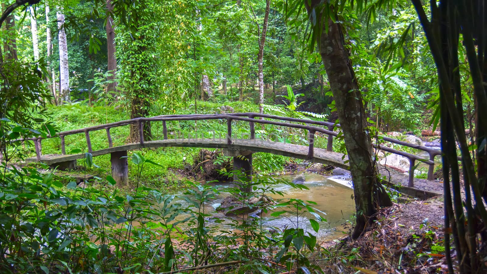 Bridge in Jungle Forest. Krabi Province of Thailand