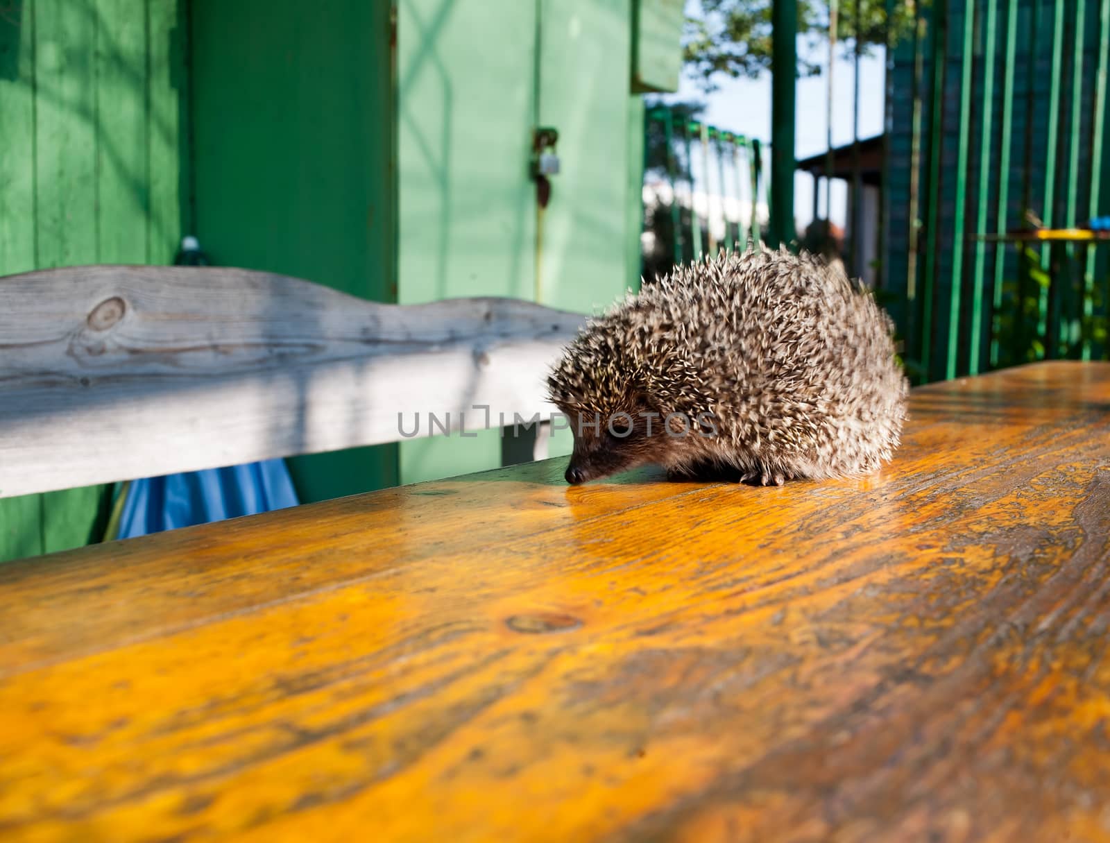 European hedgehog obnyuhivae surface of an old wooden table, yellow-brown