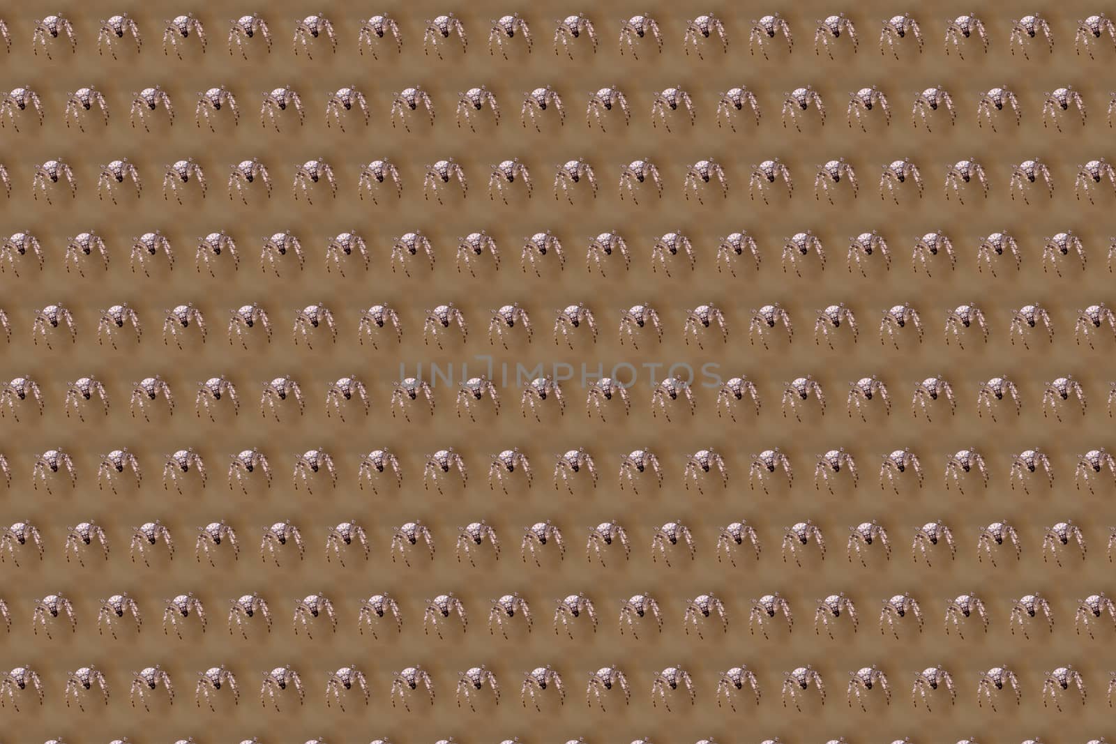 Abstract illustration of a spider on a light brown background