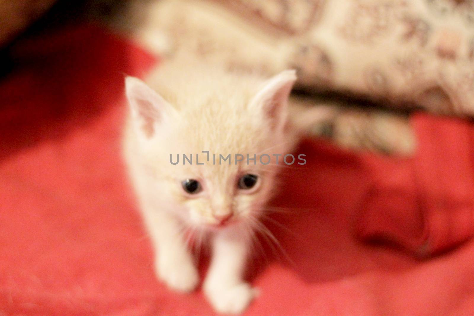White little kitten sitting and looking aside