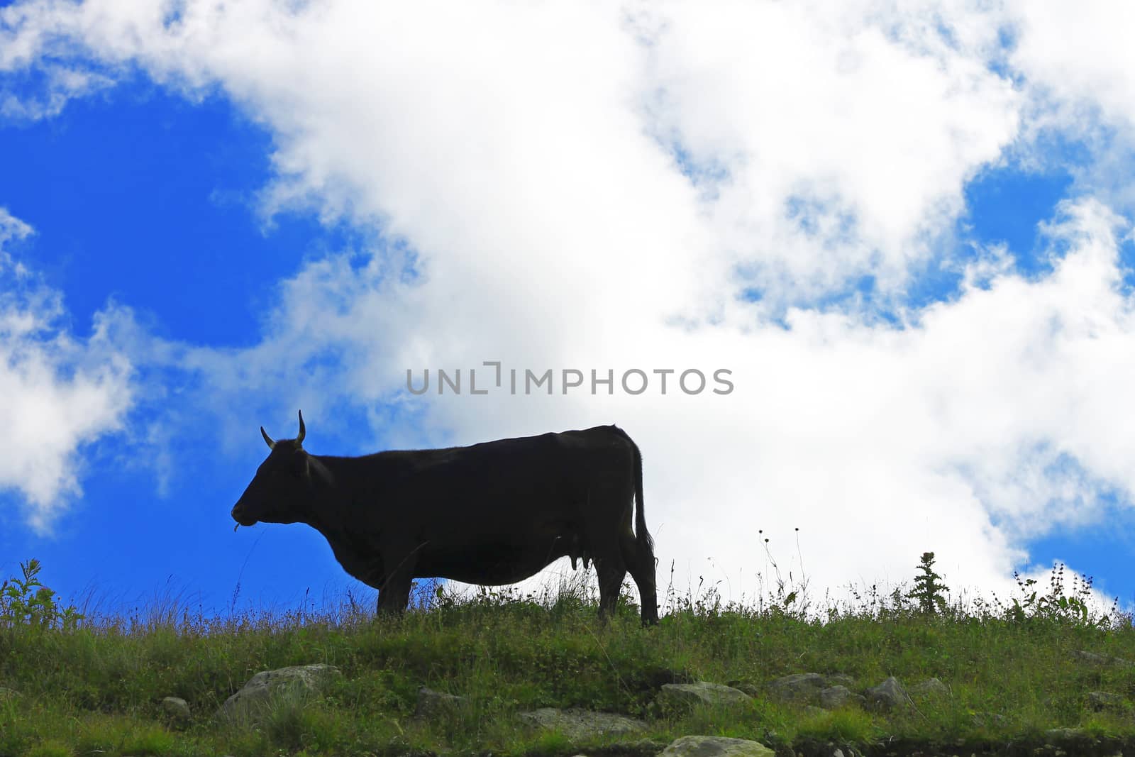 Lonely Cow On The Caucasus Mountain Grassland