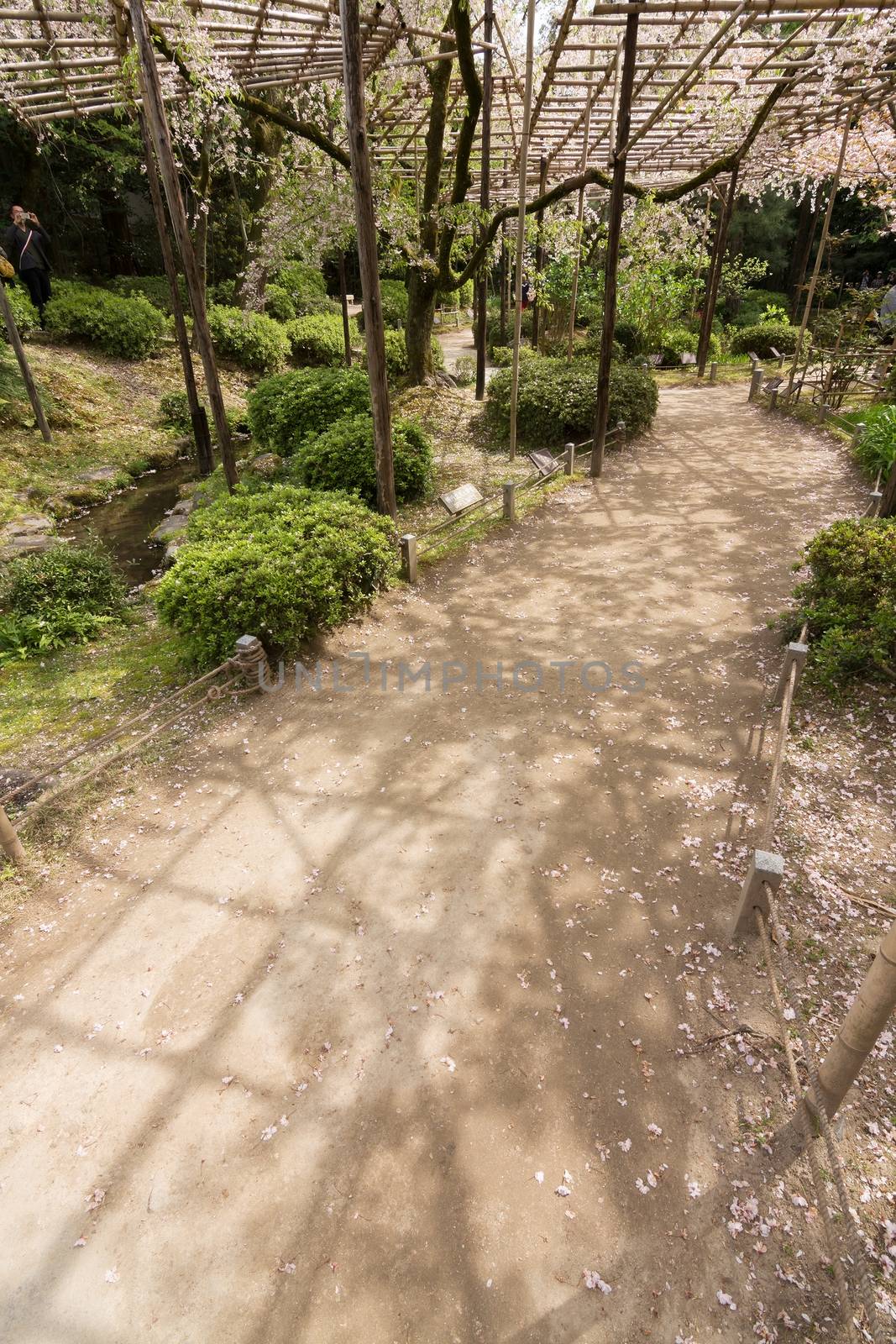 The path of sakura growing on the wooden. by elwynn