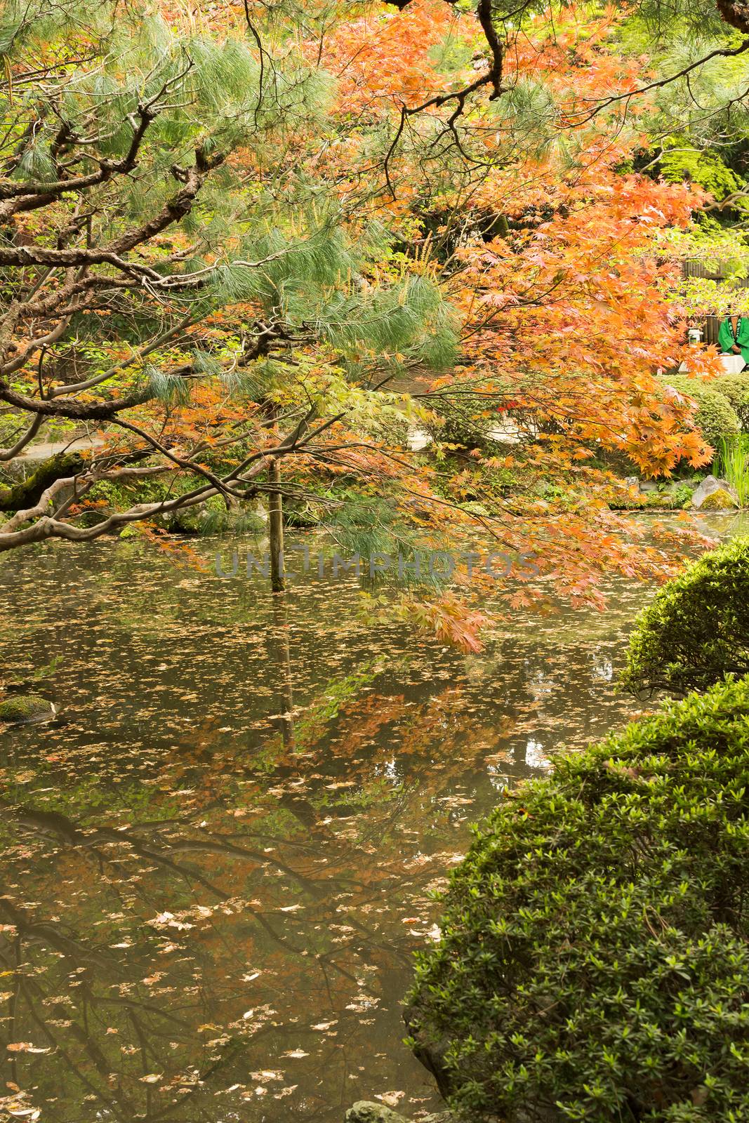Red maples planted on the shore and reflection in a Japanese garden near Heian Shrine.