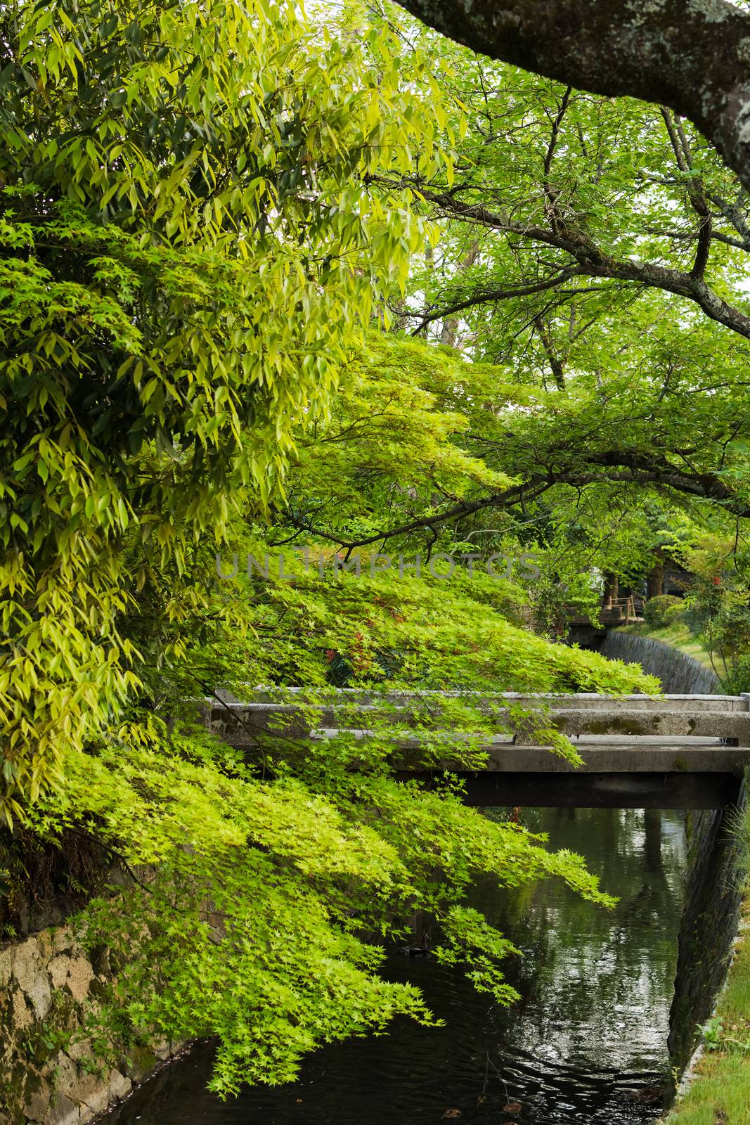Emerald green maple and a variety of plants grown near the small stream in Kyoto.