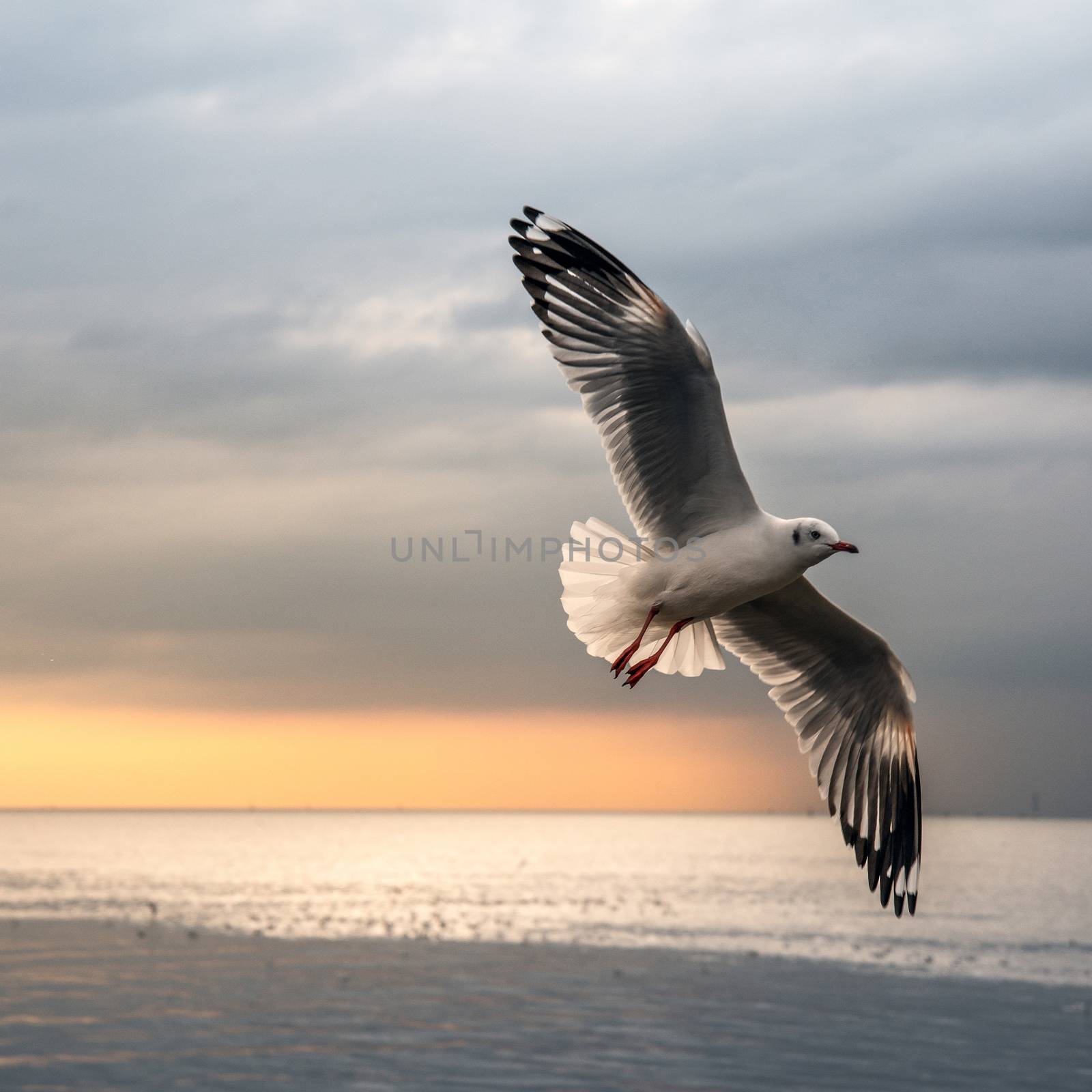 flying seagulls  by jakgree