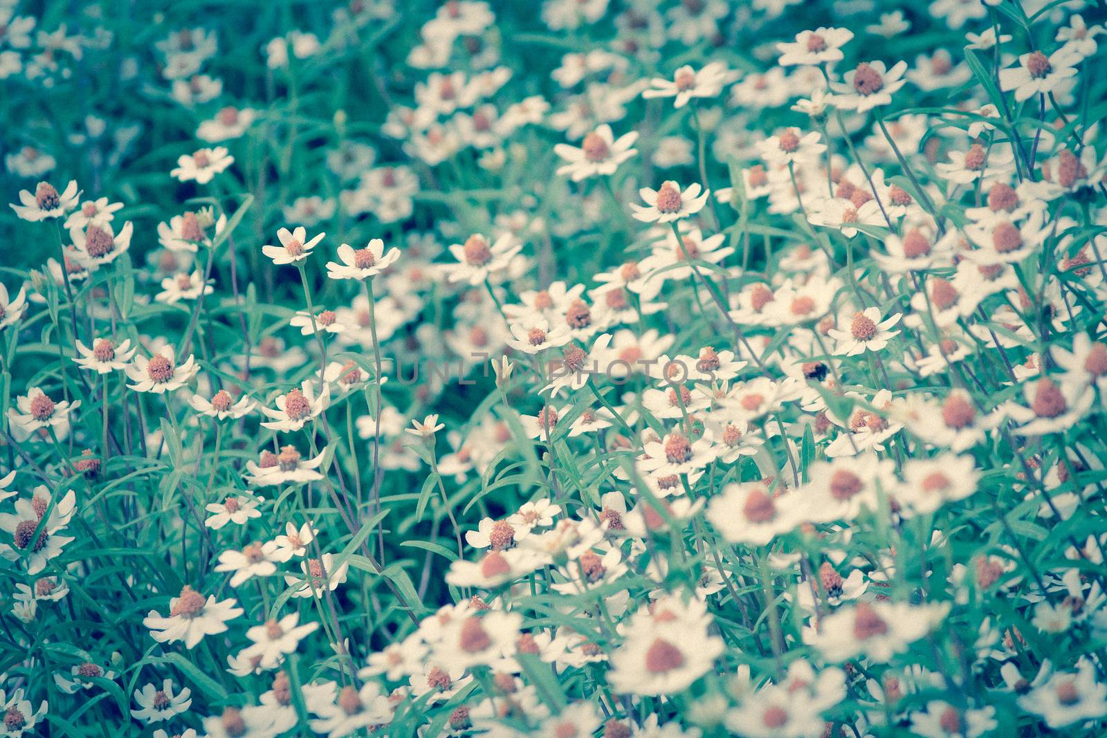 field of daisy flowers,lonely tree in summer day background.Filtered image:cross processed vintage effect