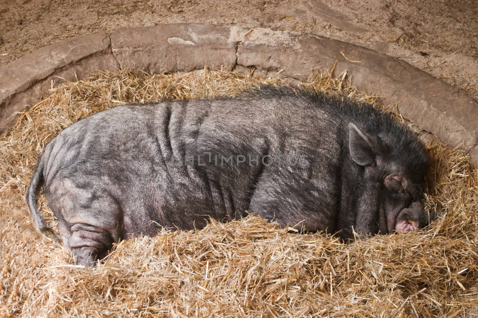 boar sleeping in the barn on the hay