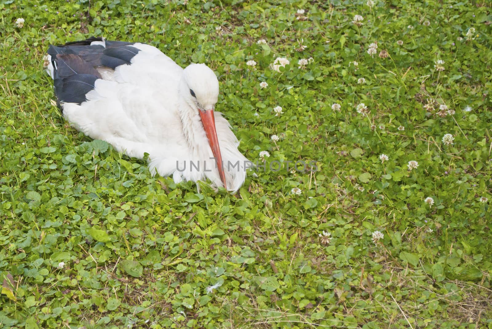 Stork on the grass by ozornina