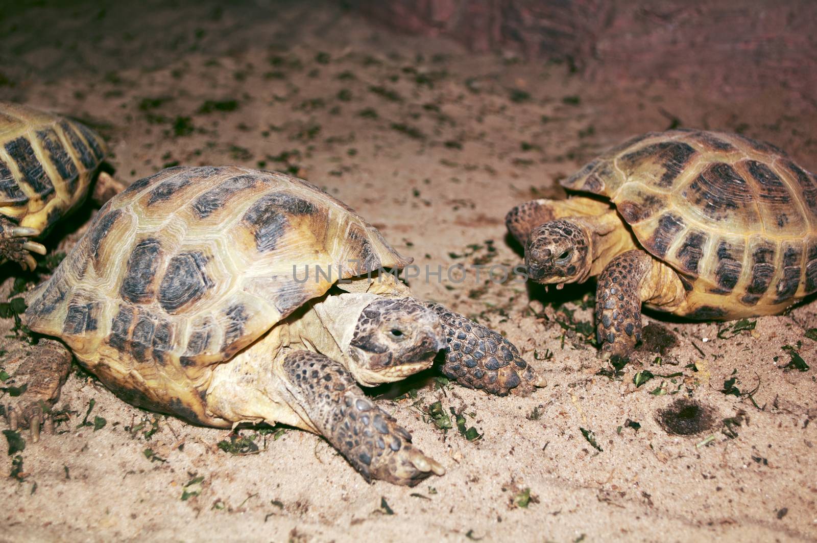 a couple of turtles lie on the warm sand beige