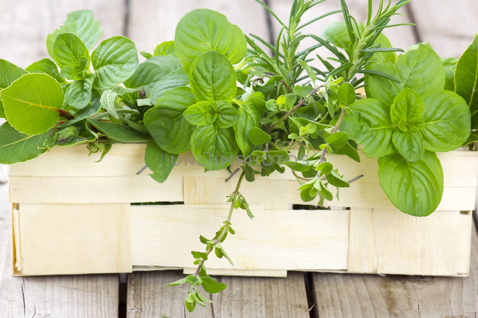 Freshly harvested herbs in a basket