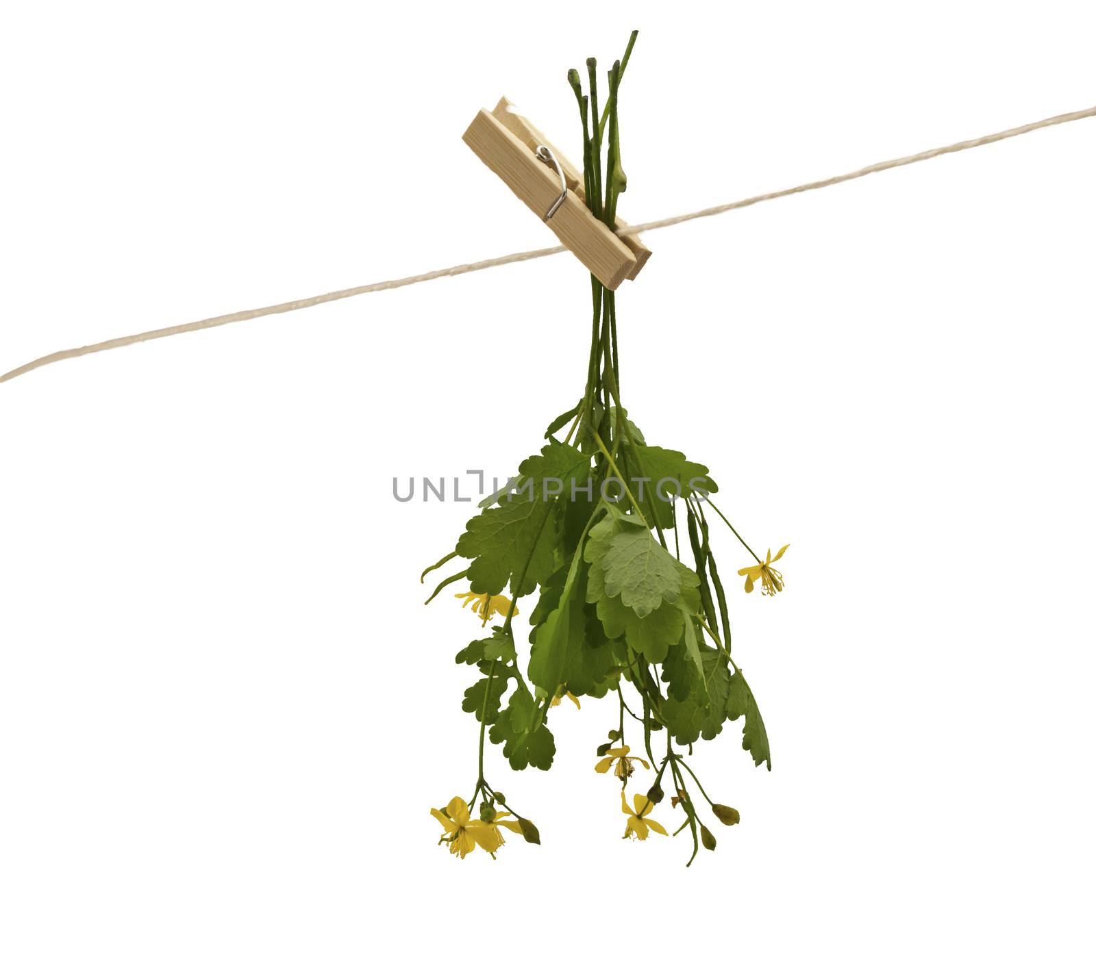 Herbs hanging upside-down  