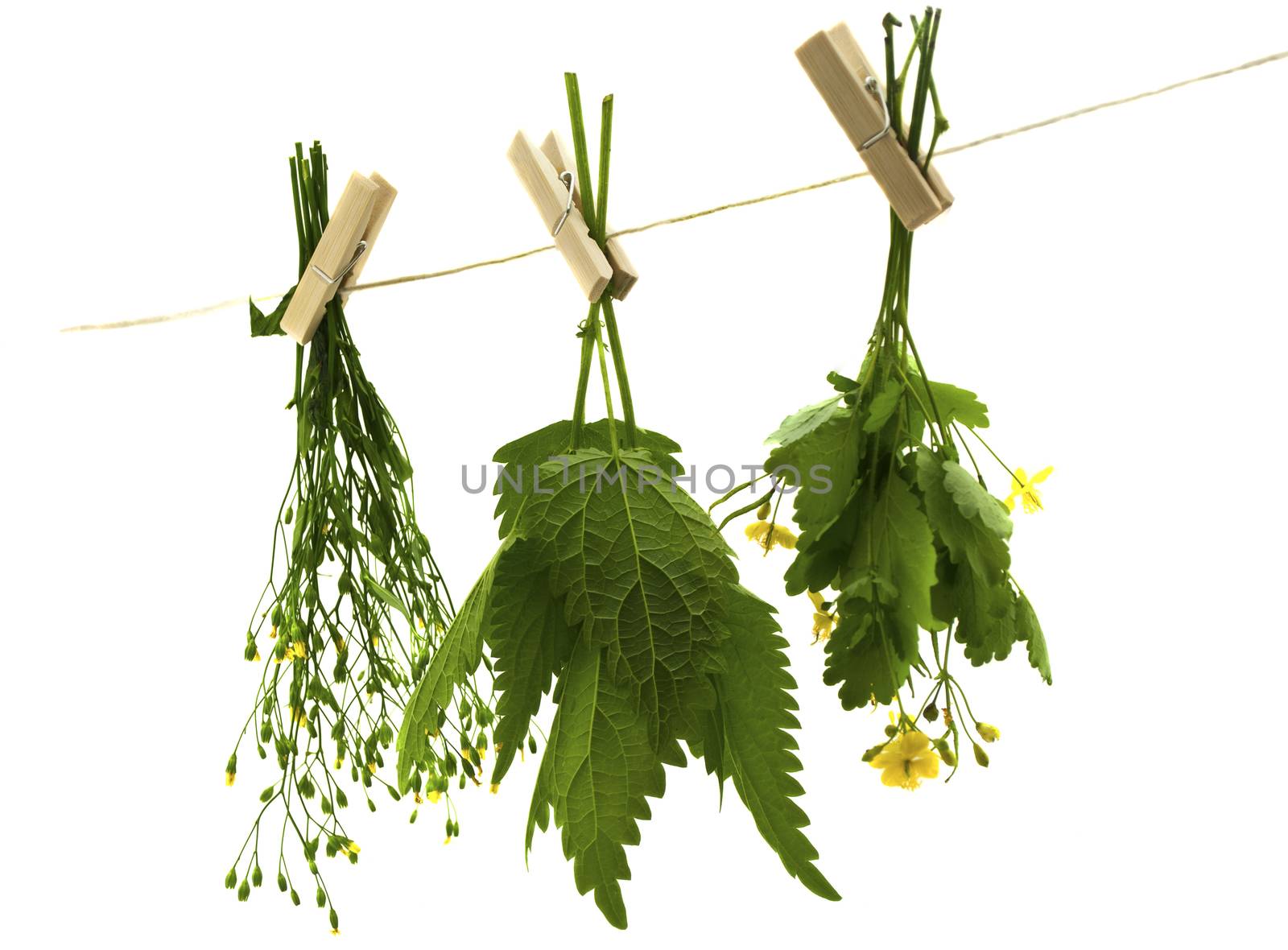 Herbs hanging upside-down  
