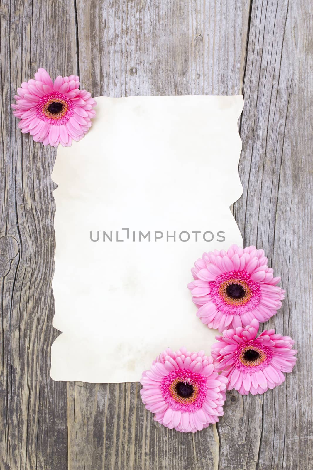 pink gerberas and empty sheet on a wooden board, vintage style