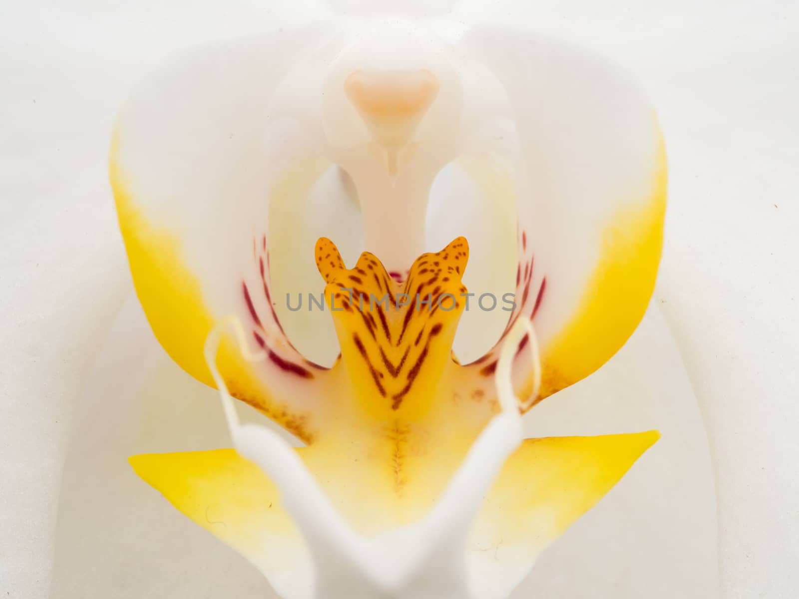 Extreme closeup of a white and yellow orchid