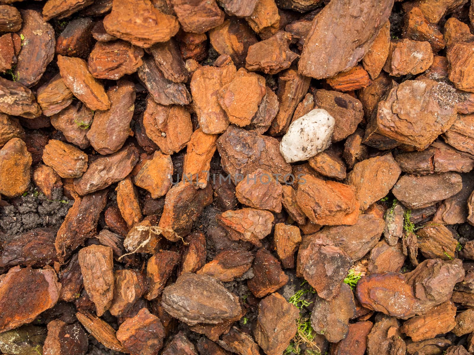 Isolated white stone lying between wet wood chips in forest