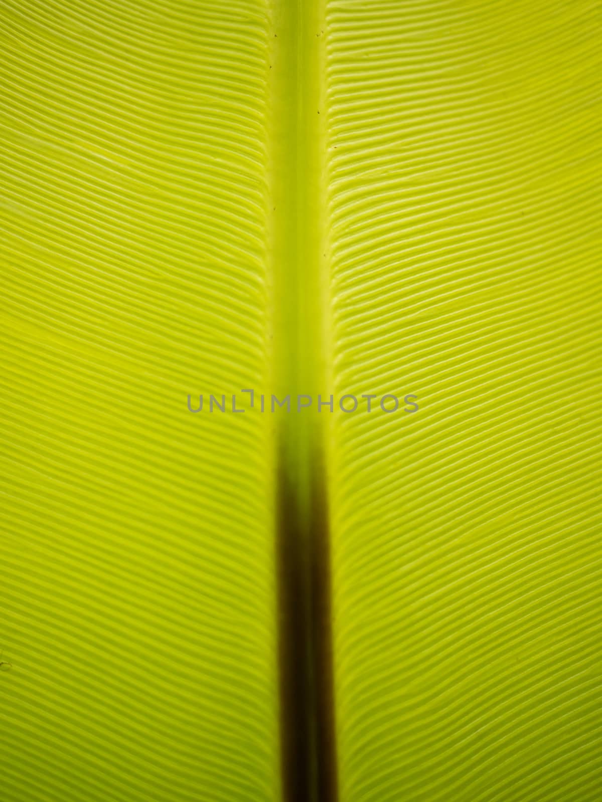 Looking up through a tropical green leaf