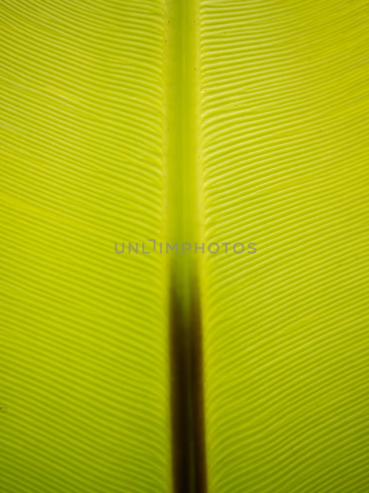 Looking up through a tropical green leaf