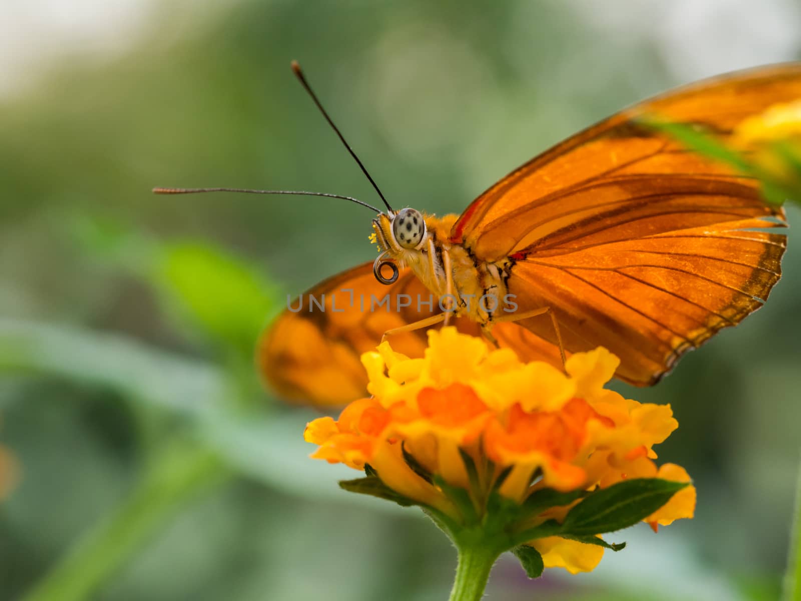 Orange butterfly on flower by frankhoekzema