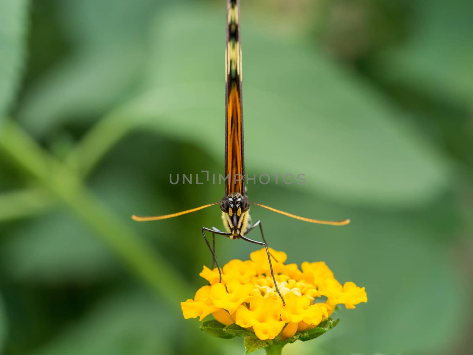 Butterfly on yellow flower straring straight at camera