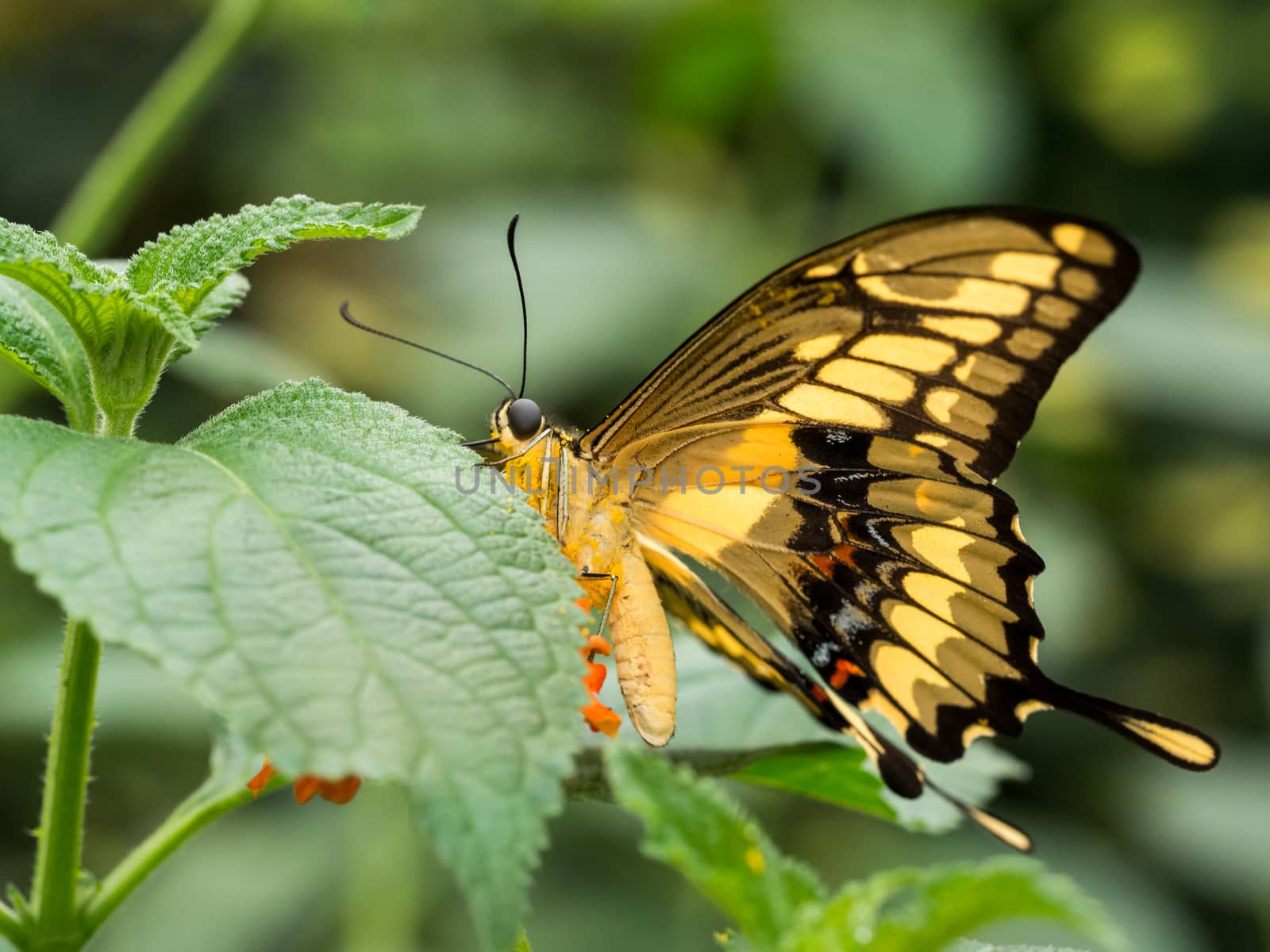 Big black and yellow striped butterfly resting on a leaf