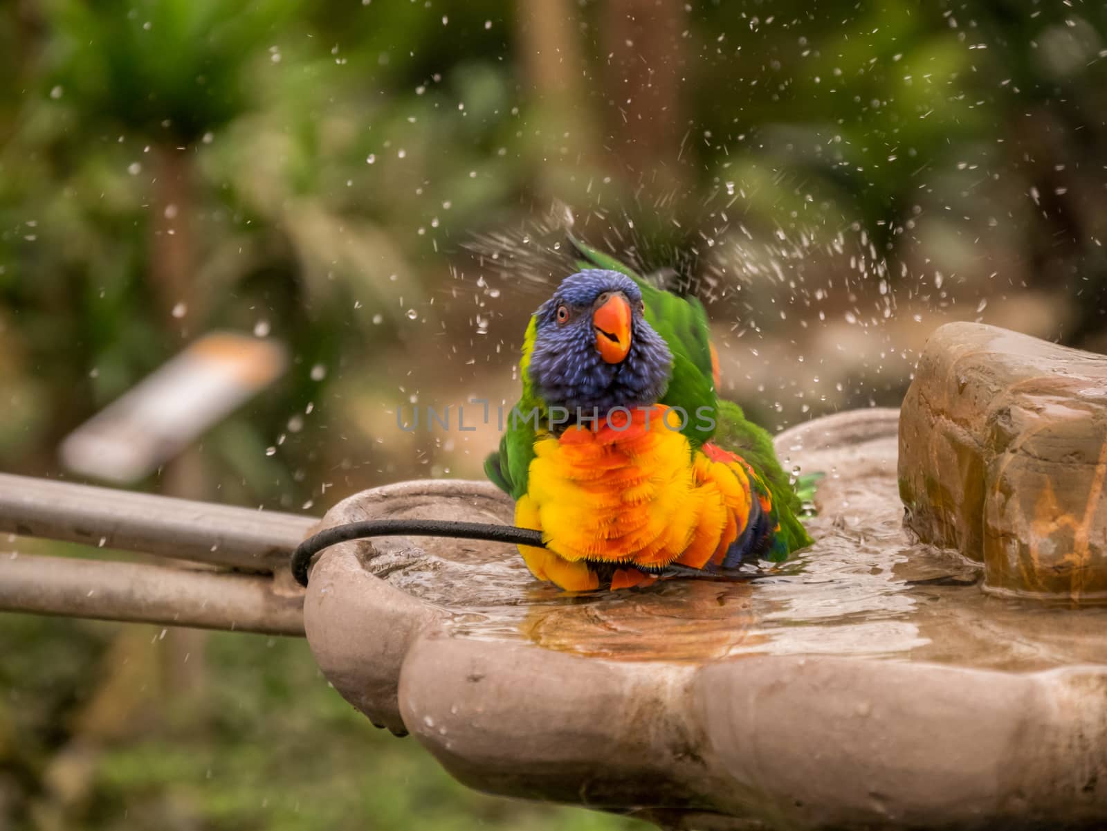 Colorful parrot taking a bath and splashing with water