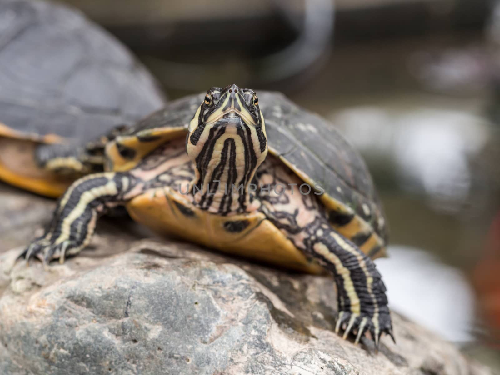 Closeup of a small turtle staring straight at the camera