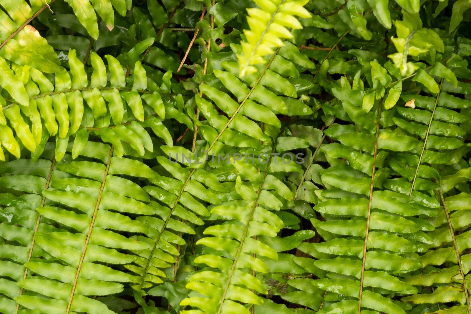 Collection of tropical leaves forming a pattern