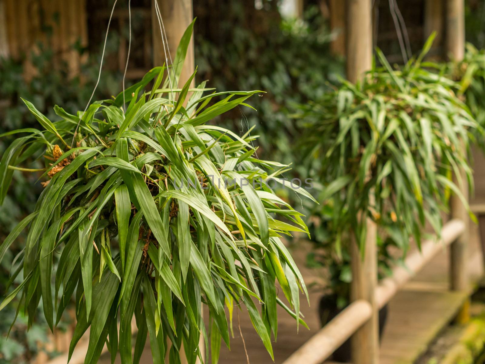 Row of palm like plants hanging from pillars