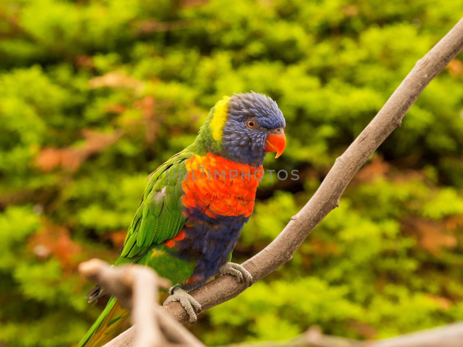Colorful parrot resting on a thin branch