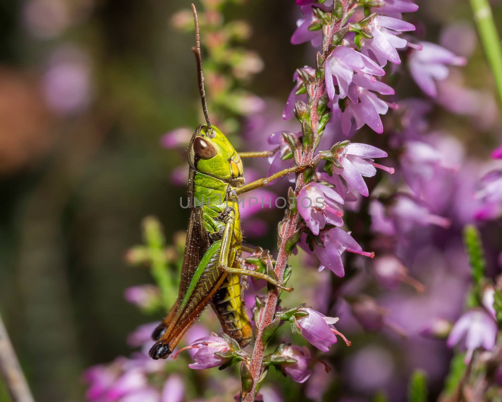 Green grasshopper resting on side of heather in bloom
