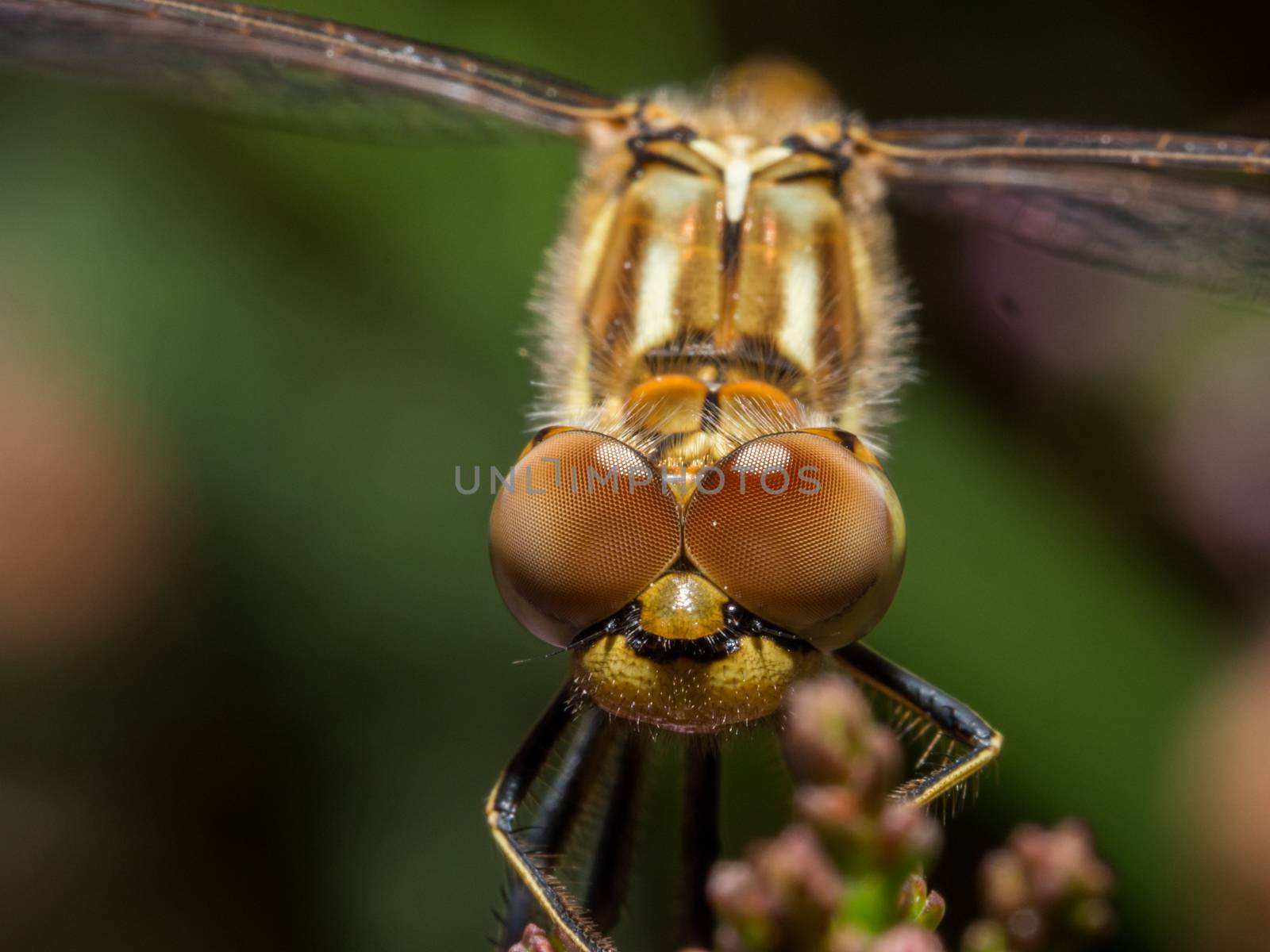 Dragonfly staring at camera with dark background