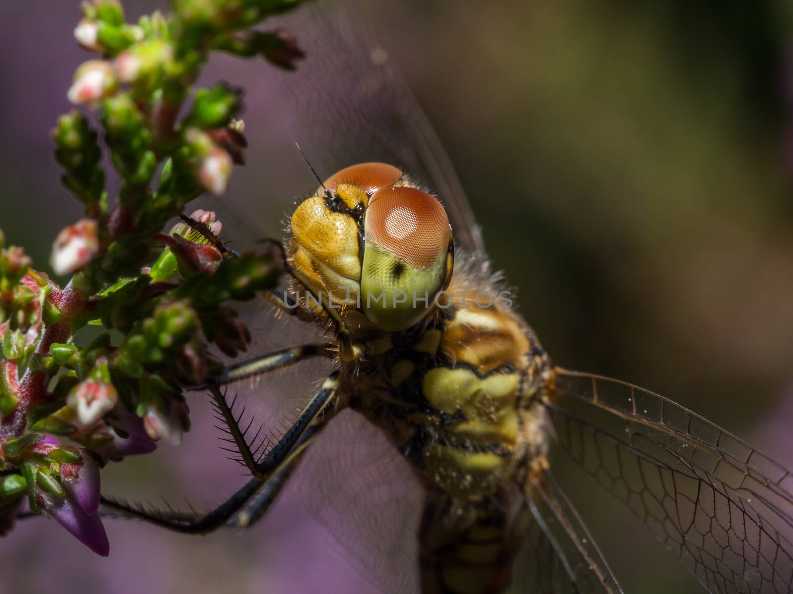 Closeup of dragonfly resting in stem by frankhoekzema