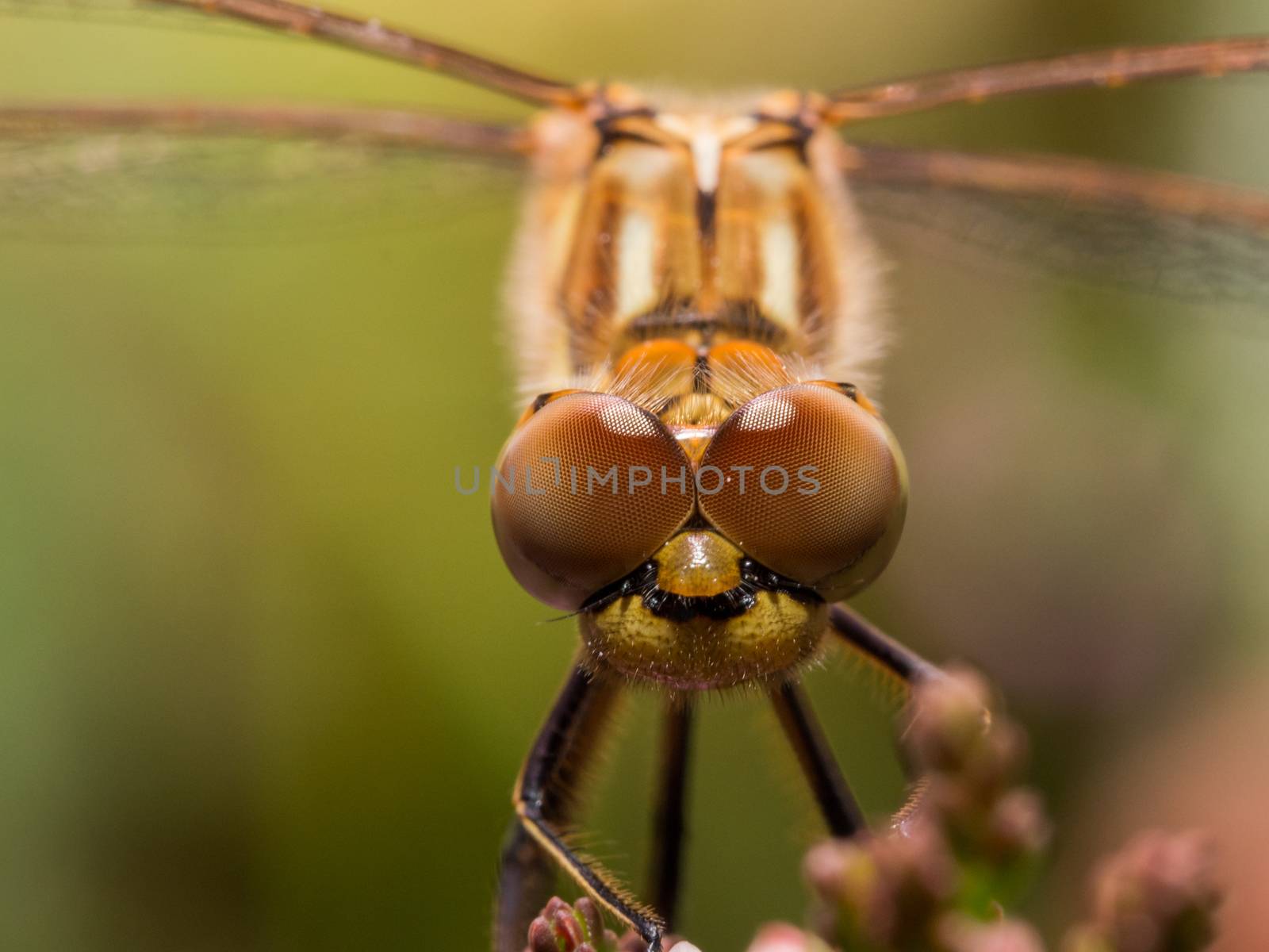 Dragonfly staring at camera with bright background