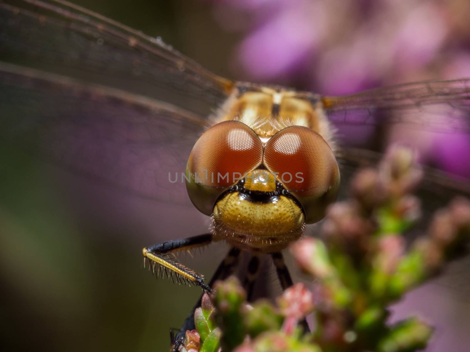 Dragonfly staring at camera with pink flowers in background
