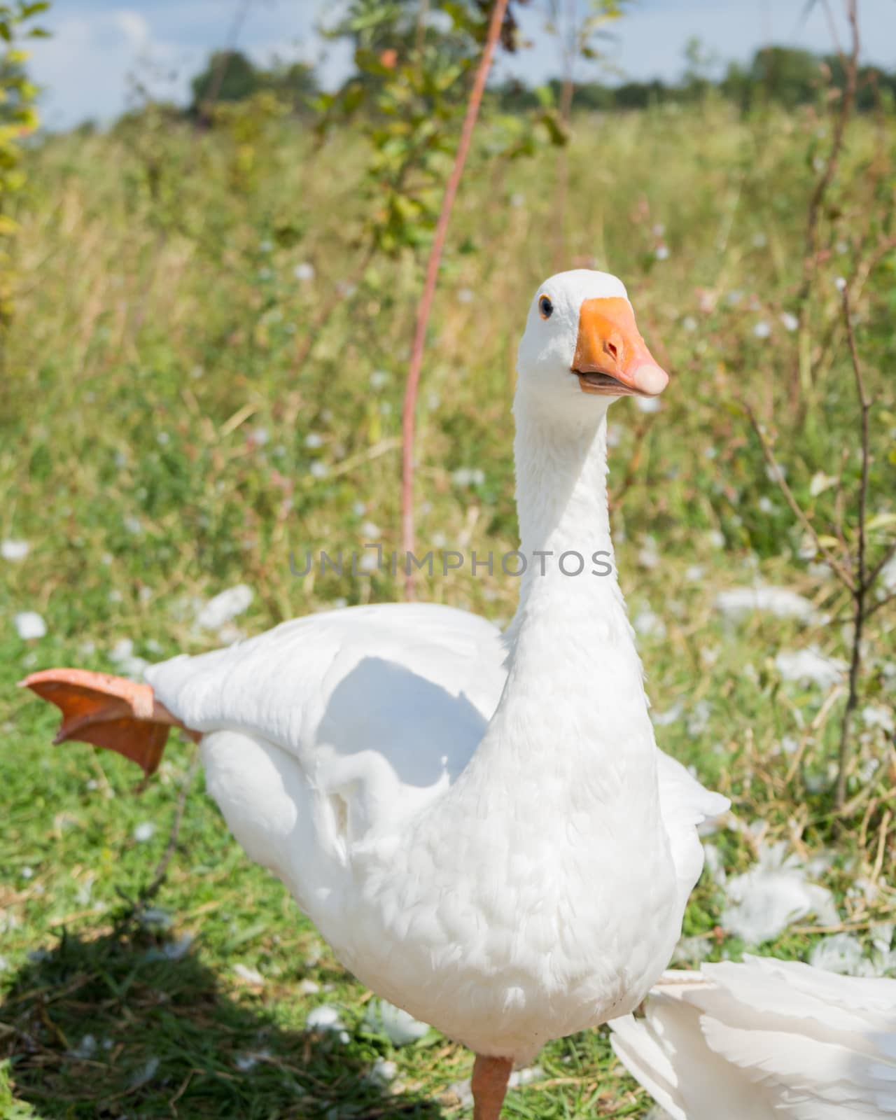 White goose standing in field on one leg