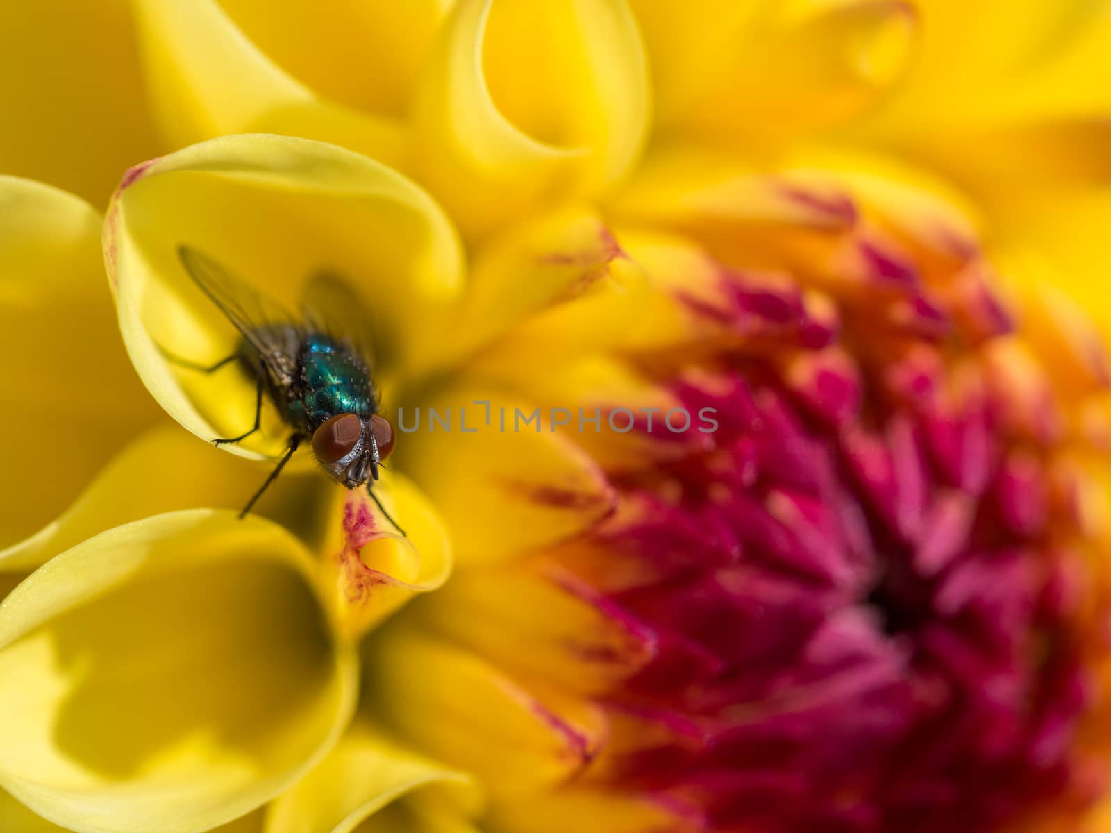 Fly resting on a yellow and red dahlia