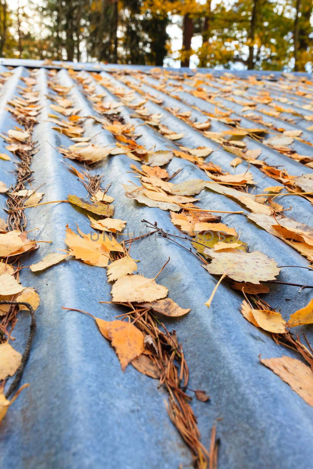 Autumn leaves on corrugated metal roof