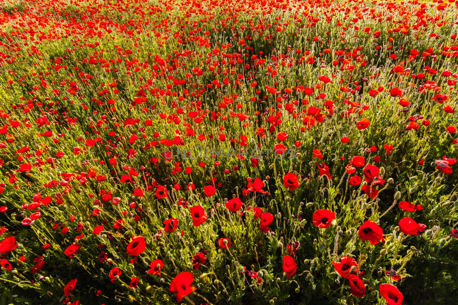 Poppy colored  field  by imagsan