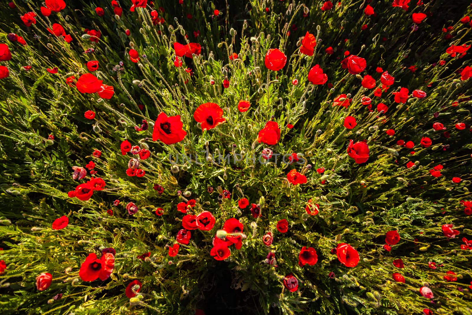 Poppy flower bush of plants from a zenith point of view simulating some kind of exploding sesation