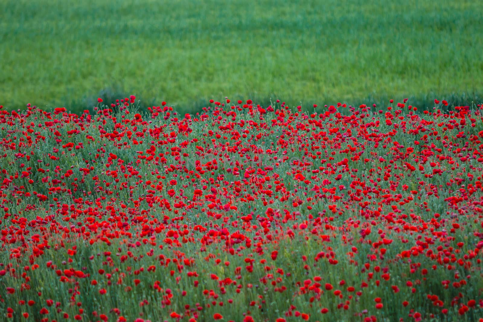 poppy flowers overwhelming a green meadow