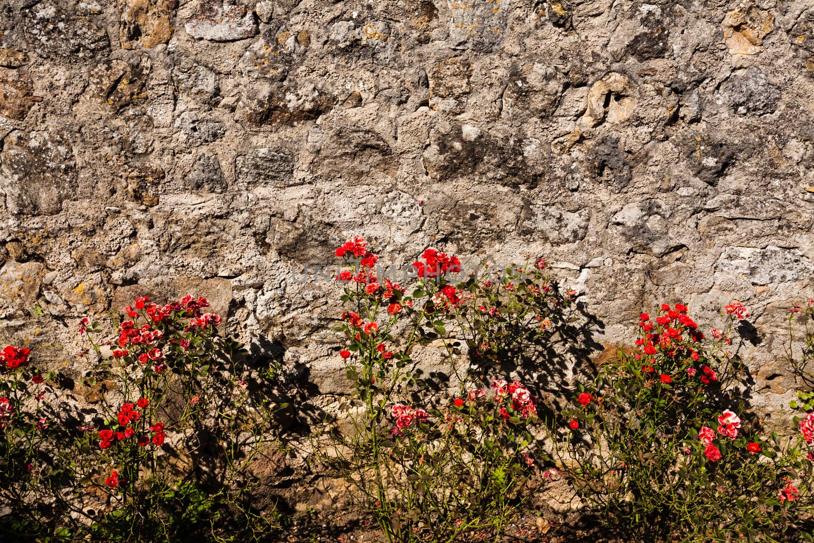 Nice image with a raw of wild rose plants bordering a textured wall in the french region of Dordogne