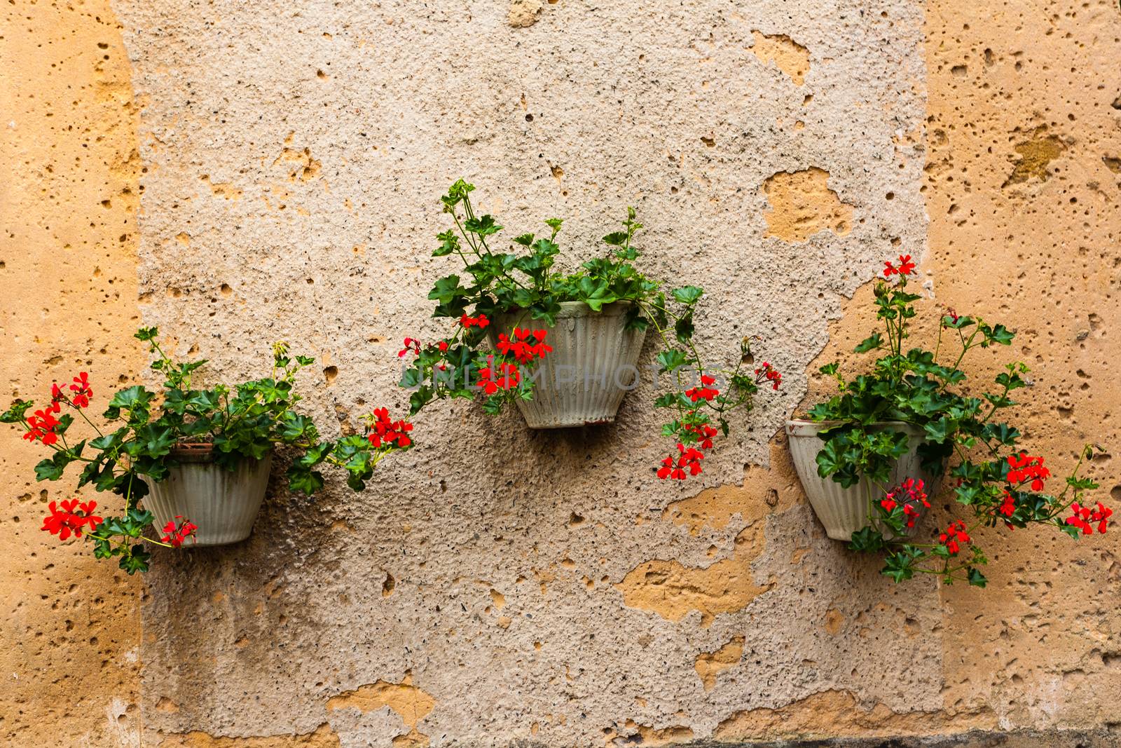 Three geranium pots hanging from a textured wall in the french region of Dordogne